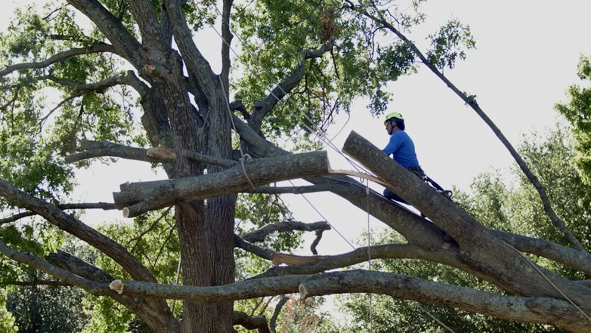 Professional Hazardous Tree Removal performed by certified arborists in Avalon