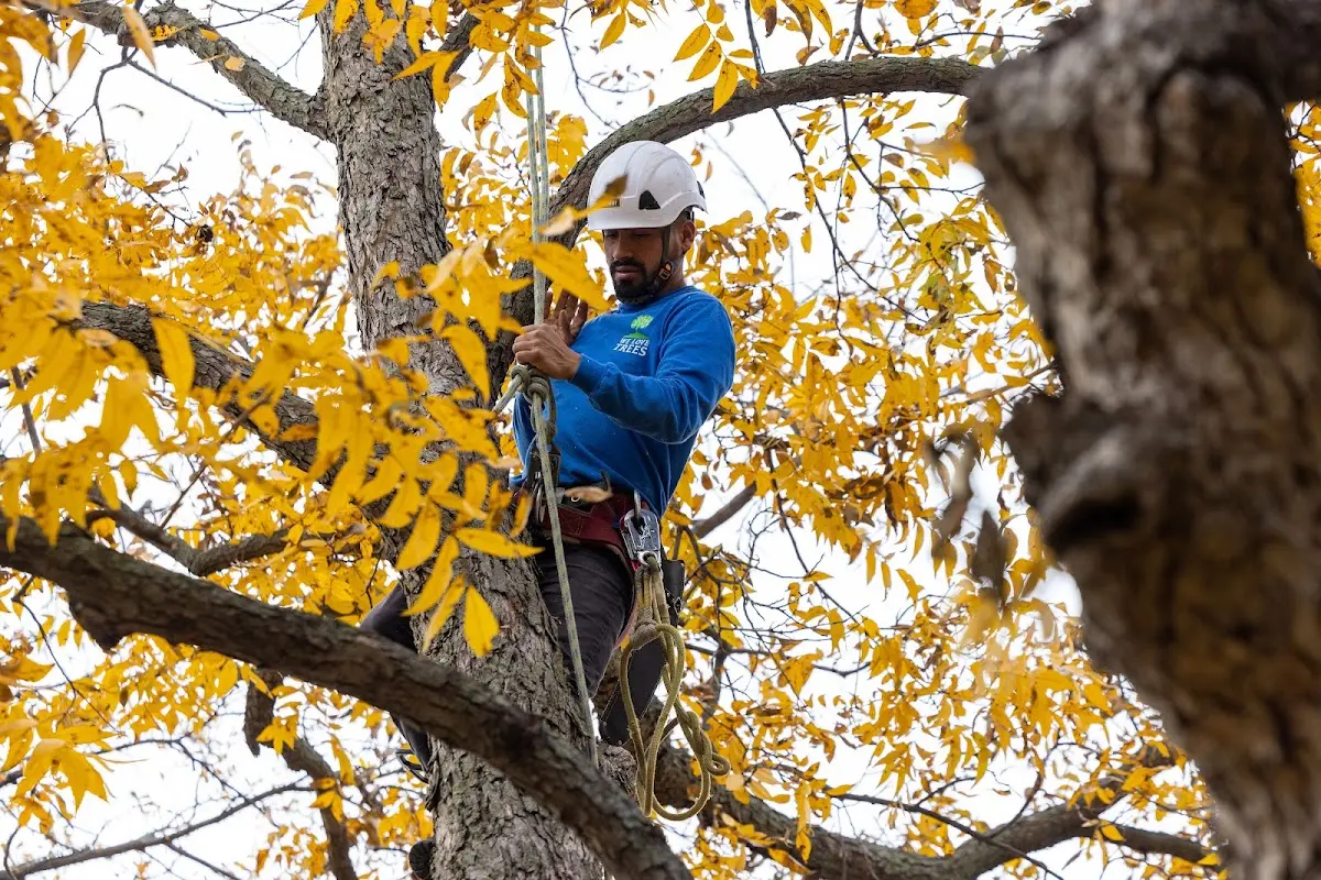 Skilled Tree Pruning crew working in Avalon