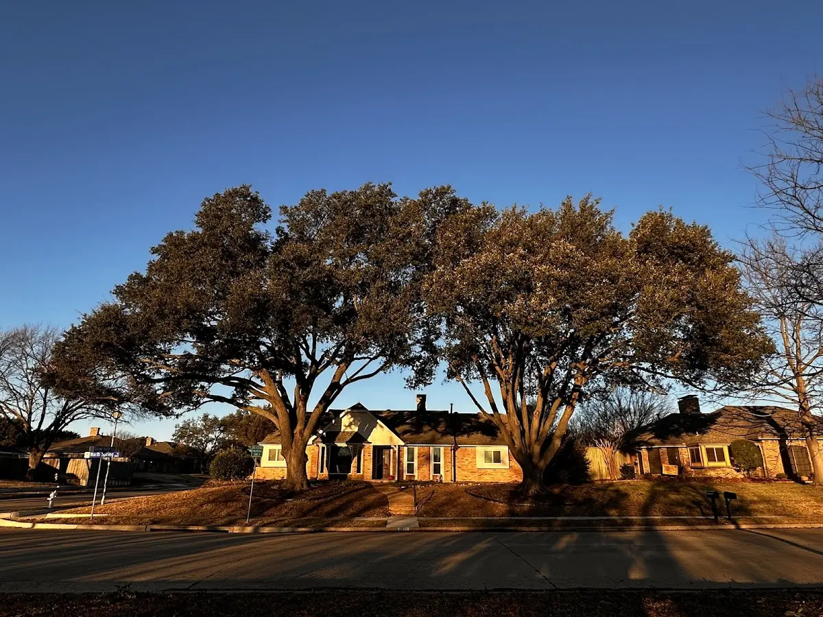Established residential canopy tree shading a home in Avalon